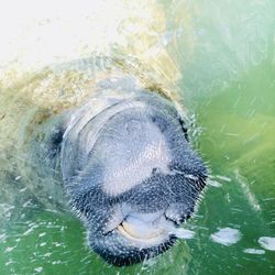 High angle view of turtle swimming in sea