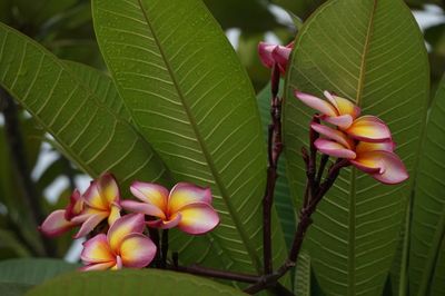 Close-up of pink and leaves on plant