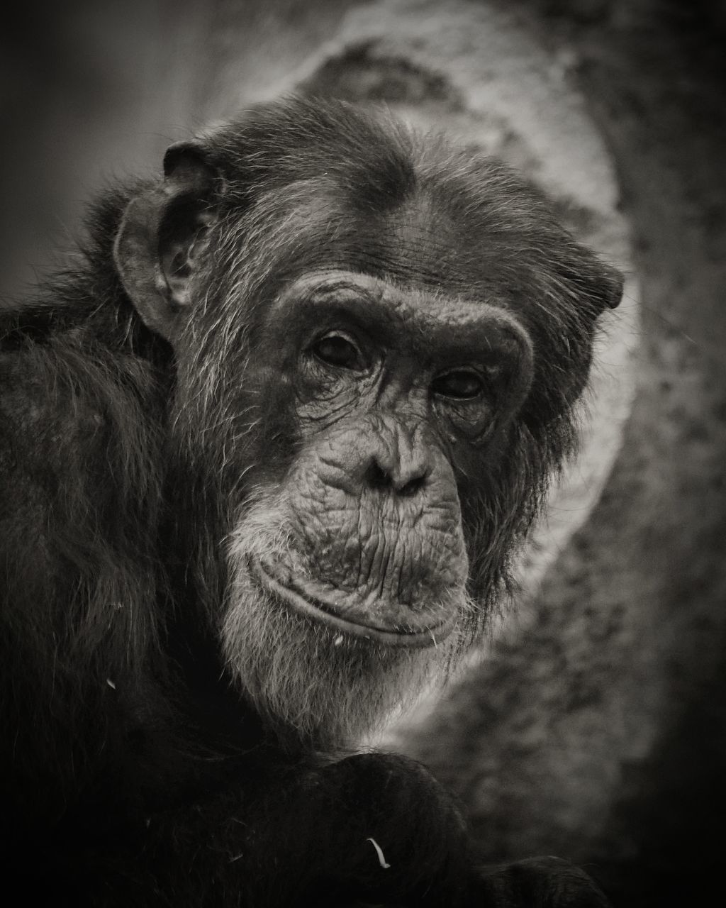 CLOSE-UP PORTRAIT OF MONKEY