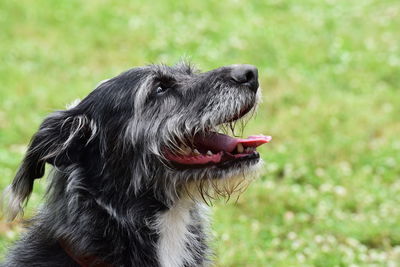 Close-up of dog looking away