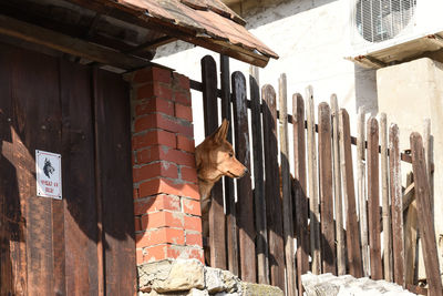 Cat looking away while standing in front of building