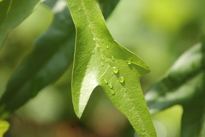 Close-up of wet plant leaves