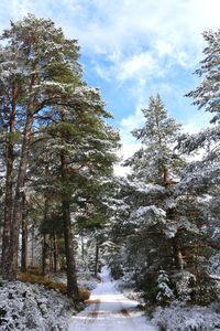 Low angle view of trees in forest during winter