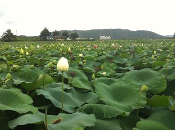 Flowers blooming on field against sky