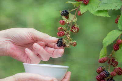 Close-up of woman harvesting blackberry