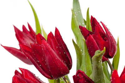 Close-up of red flower