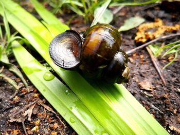 High angle view of snail on leaf