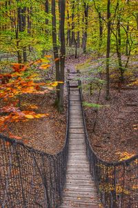 Wooden bench in forest during autumn
