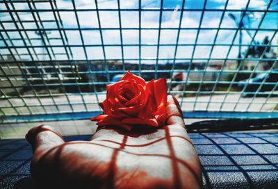 Close-up of hand holding red rose