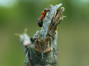 Close-up of plant against blurred background