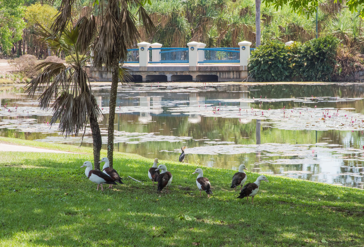 VIEW OF BIRDS IN LAKE