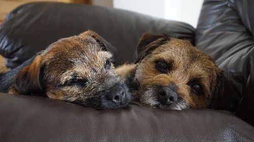 Dog resting on sofa