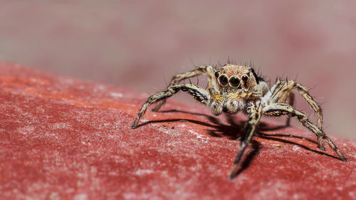 Close-up of spider