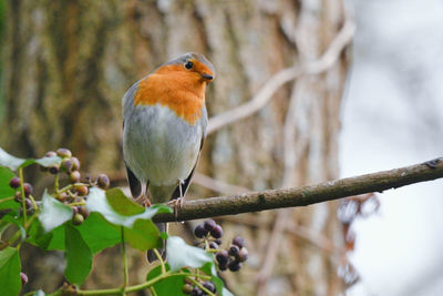 Close-up of bird perching on branch