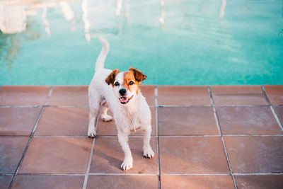 High angle view of dog standing by swimming pool