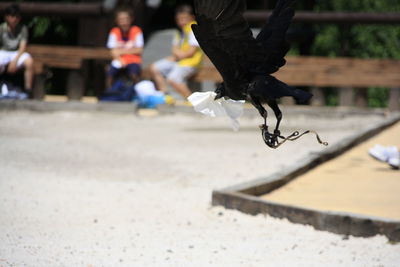 Raven carrying paper at park