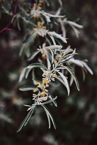 Close-up of wilted plant