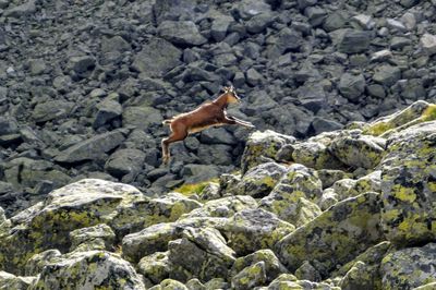 Side view of rock on land with chamois