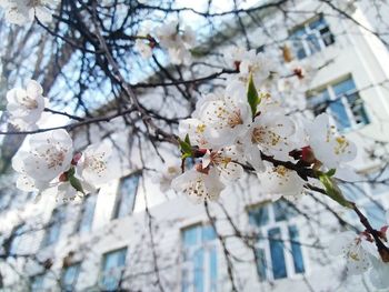 Low angle view of cherry blossoms in spring