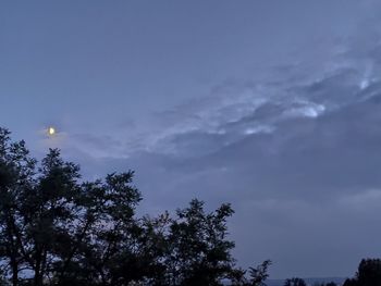 Low angle view of silhouette trees against sky at night