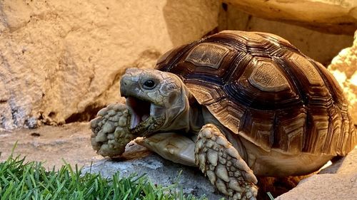 Close-up of lizard on rock