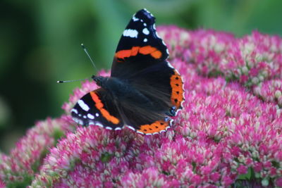 Close-up of butterfly on purple flower