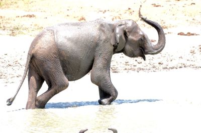 Elephant splashing water