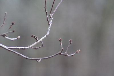 Close-up of spider on web