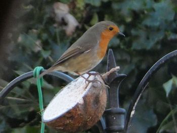 Close-up of bird perching outdoors