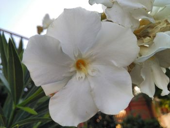 Close-up of flowers