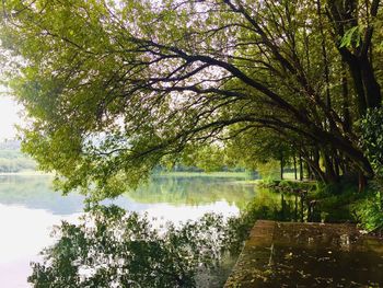 Trees by lake in park