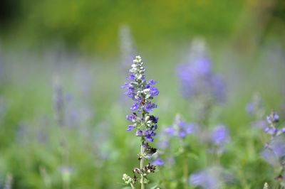 Close-up of lavender blooming on field