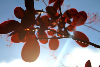 Low angle view of berries on tree against sky