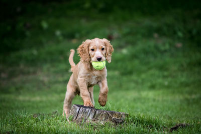 Portrait of dog on field