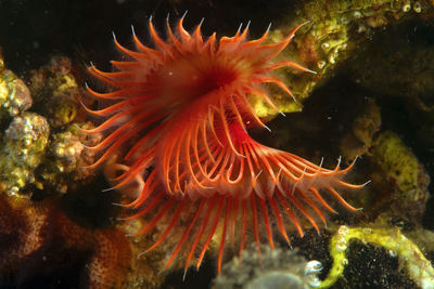 Close-up of coral in sea