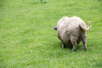 Sheep in a field