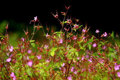 Close-up of flowers blooming at night