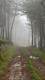Trees in forest