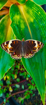 Close-up of butterfly pollinating flower