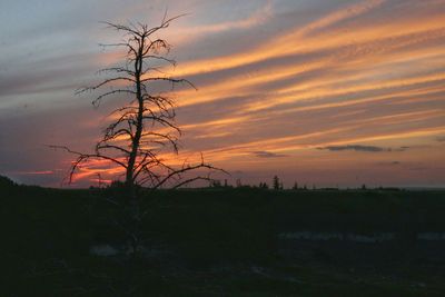 Silhouette tree on field against romantic sky at sunset