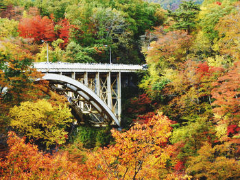 Bridge over forest during autumn