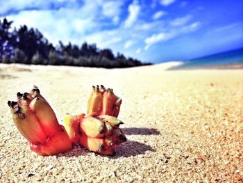 Close-up of sand on beach