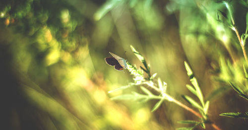 Close-up of insect on plant