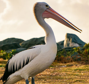 Close-up of a bird