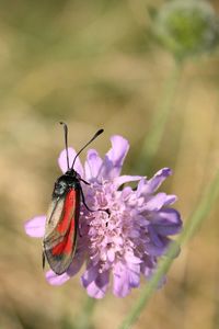 Close-up of butterfly pollinating on flower