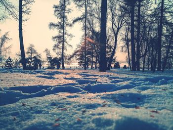 Trees in forest during winter