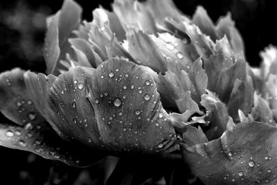 Close-up of wet flower blooming outdoors