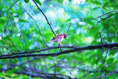 Close-up of bird perching on tree