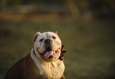 Premium Photo  English bulldog and american bully playing in the meadow..