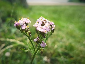 Close-up of pink flowers